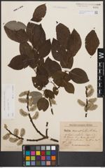 Foto von Salix caprea L.